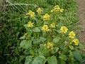 charlock mustard